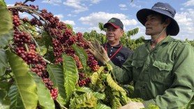 Triển vọng cho ngành cà phê từ Hiệp định UKVFTA