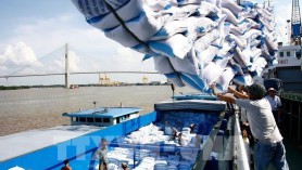 Xuất khẩu gạo sang Ba Lan biến động mạnh trong năm 2020