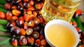 Indonesia bãi bỏ lệnh cấm xuất khẩu dầu cọ