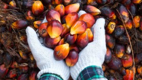 Chính phủ Indonesia chính thức triển khai giấy phép xuất khẩu CPO kể từ ngày 24⁄1⁄2022