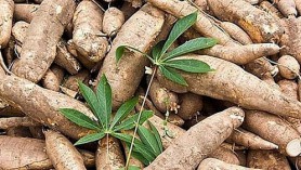 Xuất khẩu sắn và các sản phẩm từ sắn ước đạt 1,05 triệu tấn trong 4 tháng đầu năm 2020