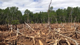 The European Commission publishes a bill to combat deforestation and forest degradation