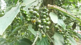 Xuất khẩu cà phê tháng 4/2020 ước đạt 165 ngàn tấn với giá trị đạt 272 triệu USD