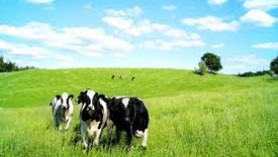 New Zealand milk production lifts in September