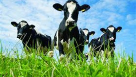 New Zealand milk production lifts in September-October 2020