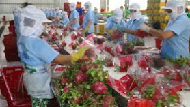 Cơ hội giao thương mới cho Việt Nam và Ấn Độ trong hợp tác xuất khẩu nông sản