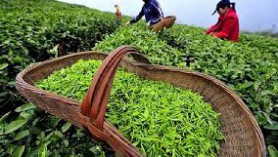 Xuất khẩu chè sang các thị trường chính đều giảm nhẹ, riêng sang thị trường Nga vẫn tăng