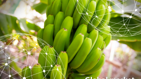 Diễn biến và triển vọng thị trường chuối toàn cầu 