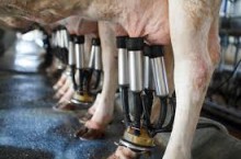 EU milk production strong so far in 2020