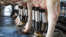 EU milk production strong so far in 2020