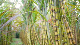 Some imported sugar products subject to anti-evasion measures of trade remedies