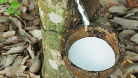 Xuất khẩu hầu hết các chủng loại cao su đều giảm so với cùng kỳ năm 2019