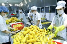 Xuất khẩu nông sản sang thị trường châu Âu: Cánh cửa đang rộng mở