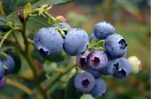 Philippines approves access for US blueberries