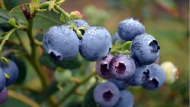 Philippines approves access for US blueberries