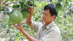 US to approve Vietnamese pomelo exports
