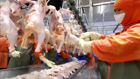 Việt Nam được phép xuất khẩu thịt gà chế biến sang thị trường Nga