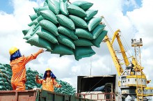 EU công bố thuế nhập khẩu gạo xát